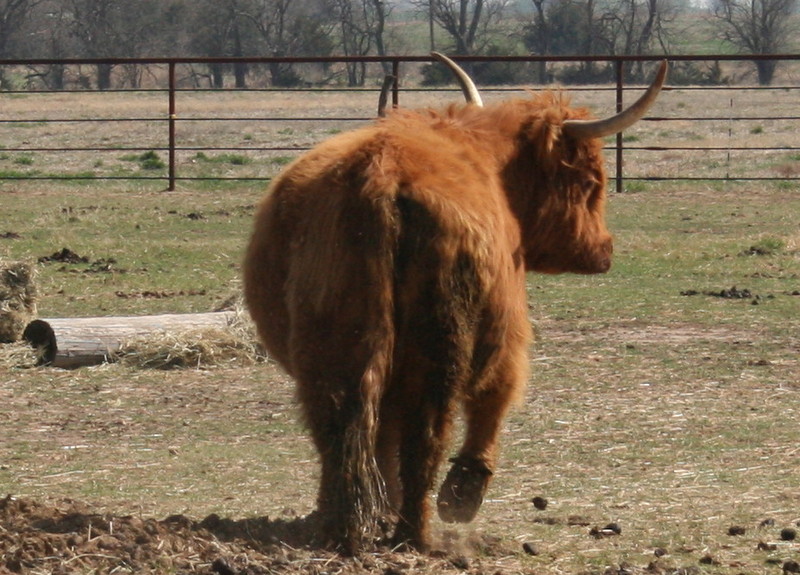 cattlephoto_1